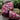 Pink jacquard ribbon with lavender and ivory peppermint candy pattern