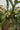 Gold mushroom plant accents styled among leafy green plants in a decorative planter