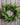 Wreaths