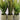 Potted Fern Collection – Artificial Greenery (Set of 3)
