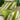 Green/White Diagonal Stripe Ribbon - Velvet - 2.5" x 10yds (D Stevens)