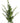 20.5" Arborvitae Spray