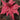 24" Fuchsia Poinsettia w/ No Leaves