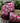 Pink jacquard ribbon with lavender and ivory peppermint candy pattern