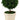 13-inch tall preserved cypress ball topiary in grey clay pot