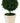 13-inch tall preserved cypress ball topiary in grey clay pot