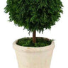 13-inch tall preserved cypress ball topiary in grey clay pot