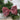 Vintage pink velvet bow with clip, 6-inch for holiday decor or gifts
