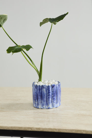 Amalfi ceramic sardine planter styled with a green plant and white decorative stones