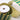 Green & Metallic Gold Harlequin Ribbon, 4" x 10Y