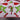 Grinch Legs & Candy Canes Ribbon w/ Red Edge, 2.5" x 10Y