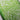Confetti Glitter Ribbon, Lime, 2.5" x 10Y
