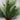 Long Needle Pine & Pinecone Pick - 18"