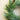 Long Needle Pine & Pinecone Wreath - 24"