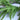 12" Norfolk Pine Table Wreath (3.5"D Inside)