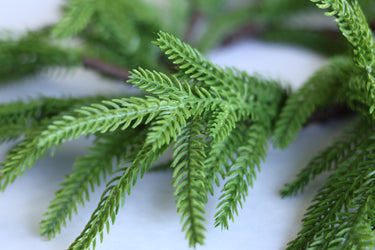12" Norfolk Pine Table Wreath (3.5"D Inside)