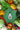 Ranch dressing ornament bottle surrounded by fresh vegetables on a green background